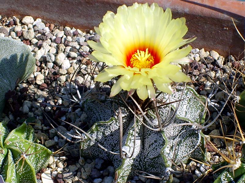 Astrophytum capricorne 