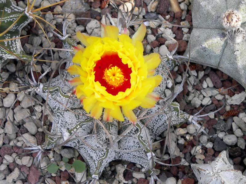 Astrophytum capricorne 