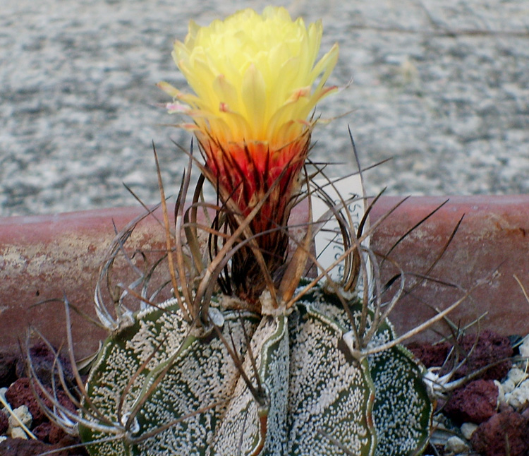 Astrophytum capricorne 