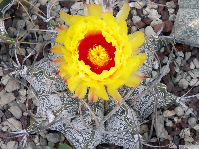 Astrophytum capricorne 