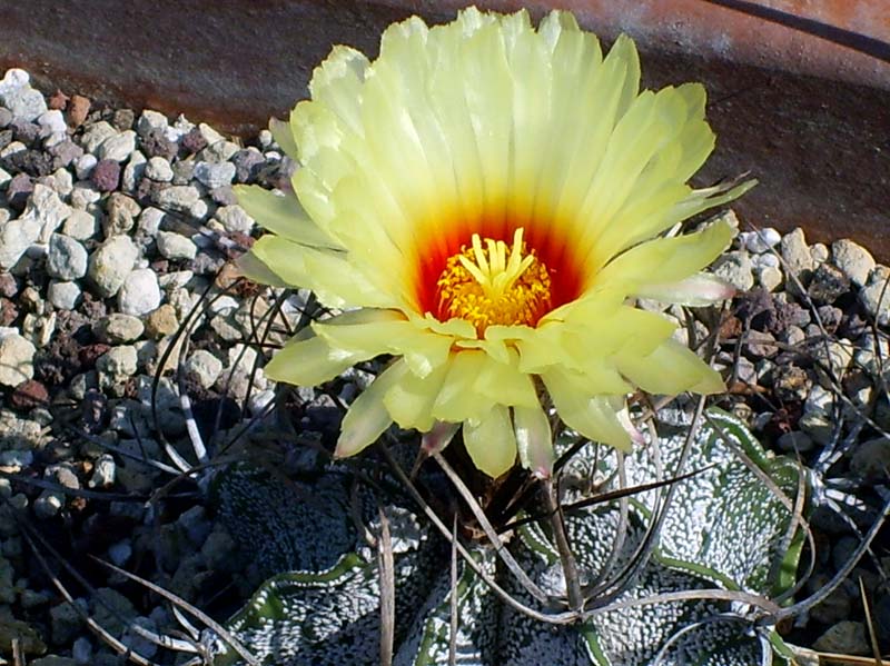 Astrophytum capricorne 