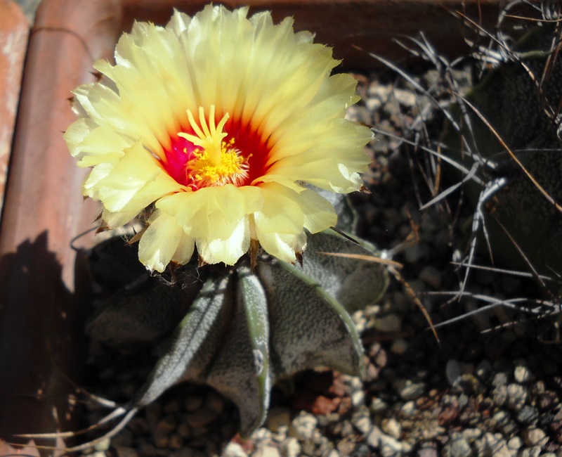 Astrophytum capricorne 