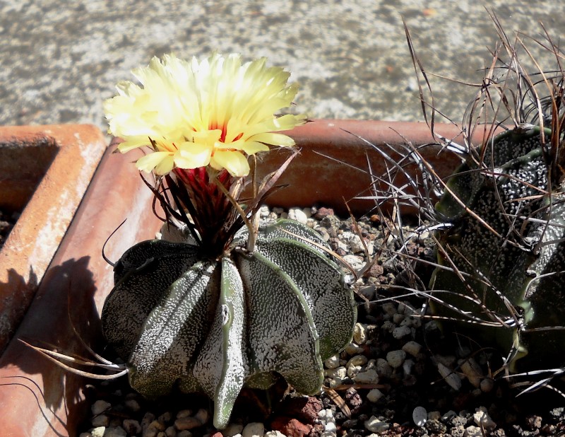 Astrophytum capricorne 