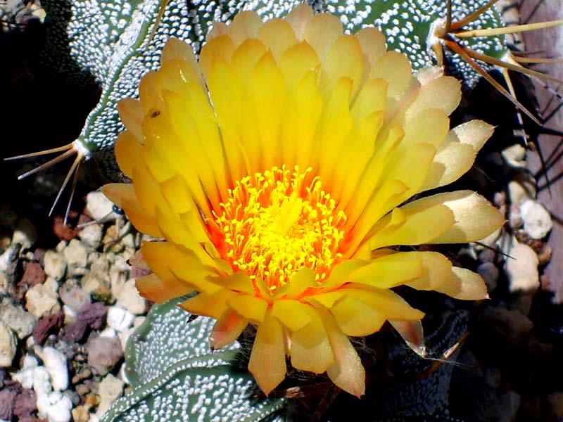 Astrophytum capricorne v. major 