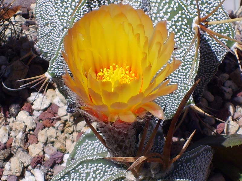 Astrophytum capricorne v. major 