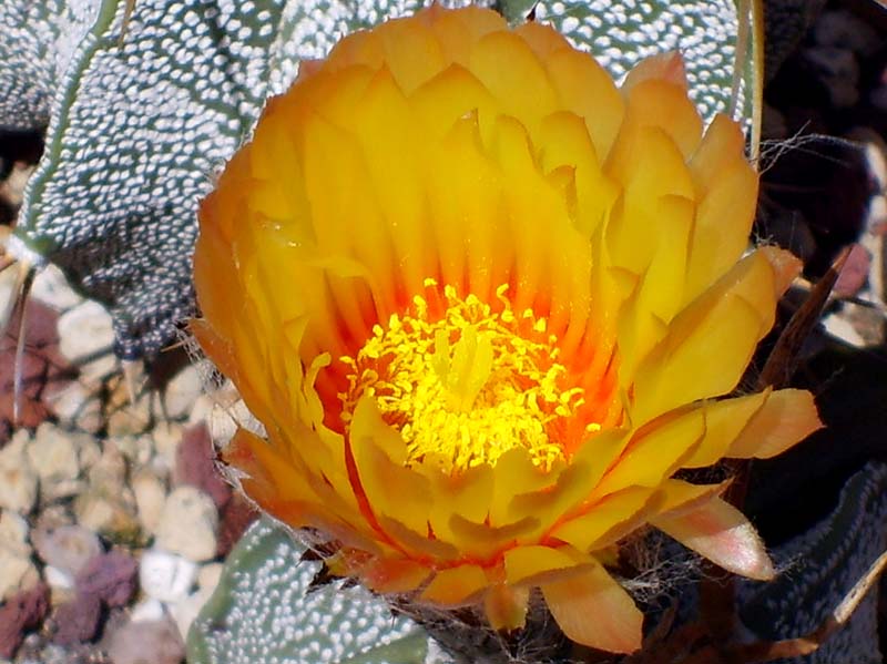 Astrophytum capricorne v. major 