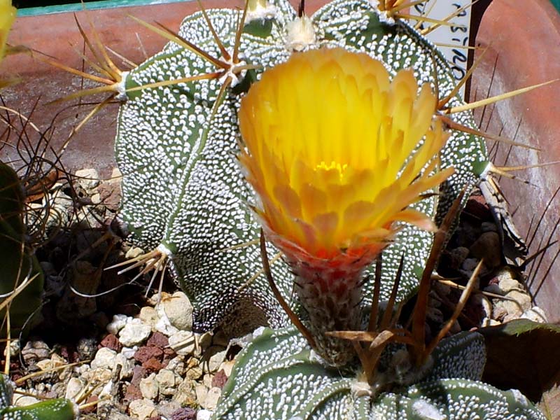 Astrophytum capricorne v. major 