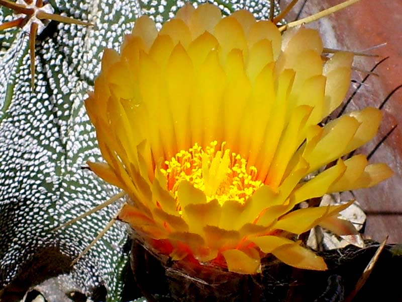 Astrophytum capricorne v. major 