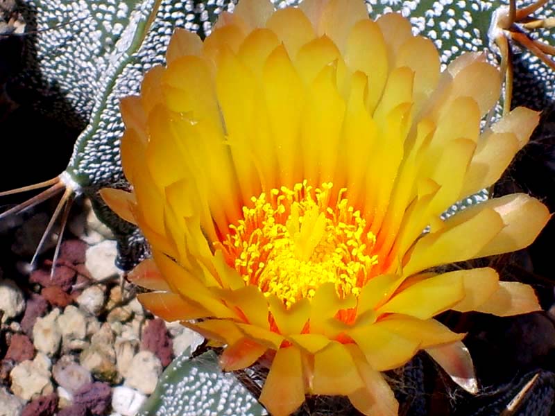 Astrophytum capricorne v. major 