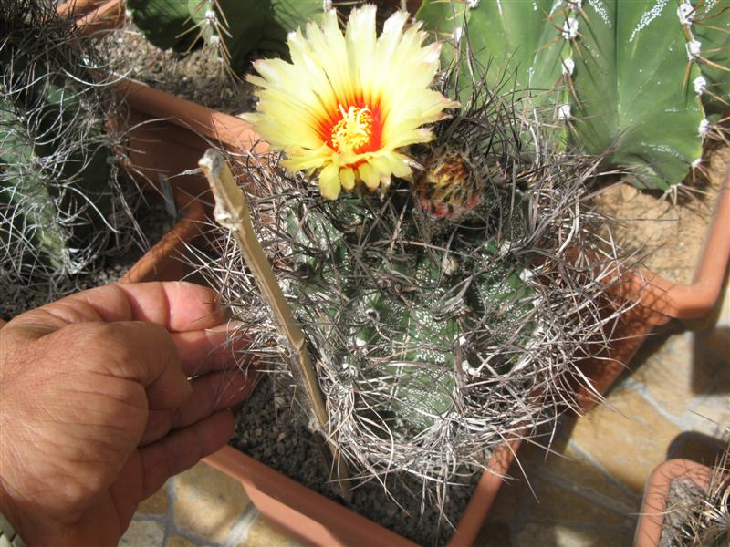 Astrophytum capricorne 