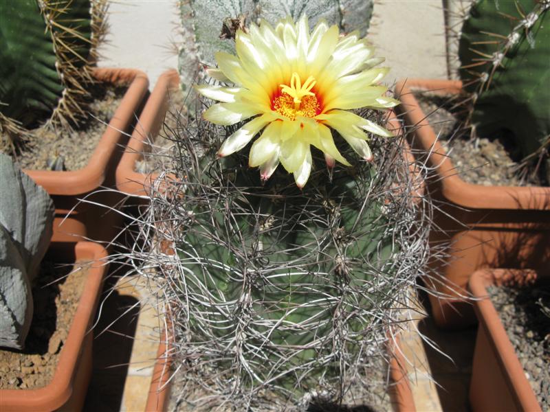 Astrophytum capricorne 