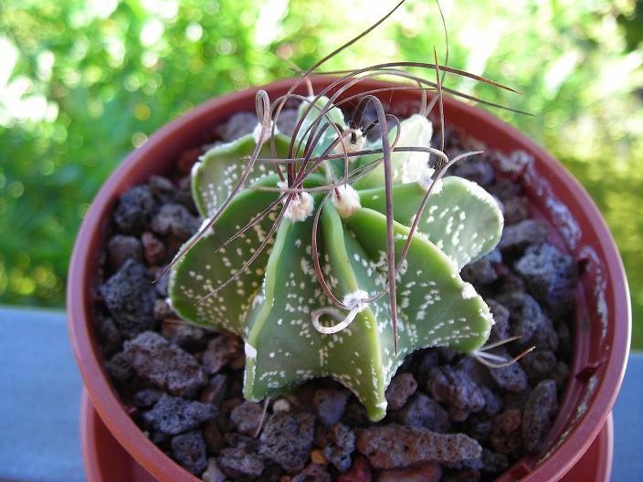 Astrophytum capricorne v. minor 