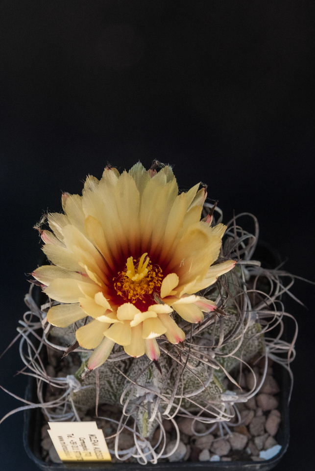 Astrophytum capricorne v. minor SB 323