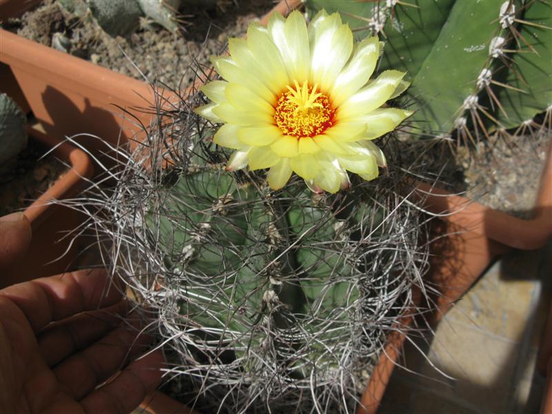 Astrophytum capricorne v. senile 