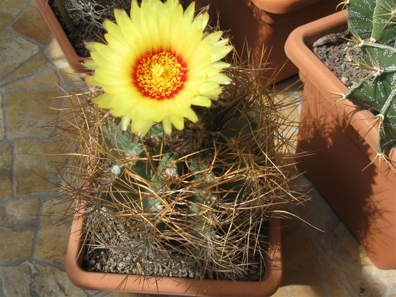 Astrophytum capricorne v. aureum 