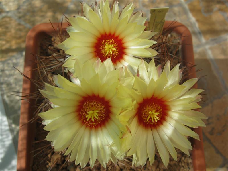 Astrophytum capricorne v. aureum 