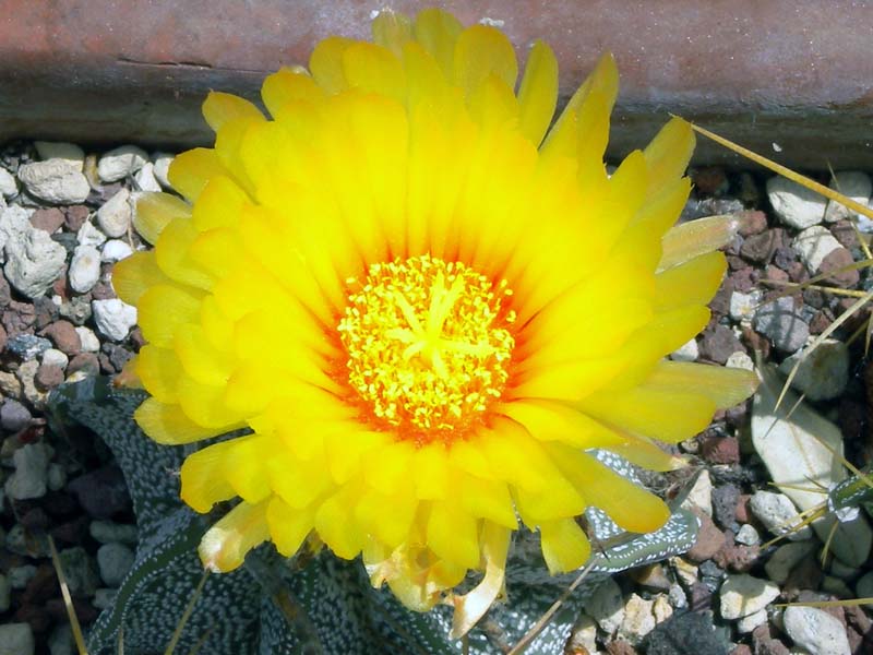 Astrophytum capricorne v. major 