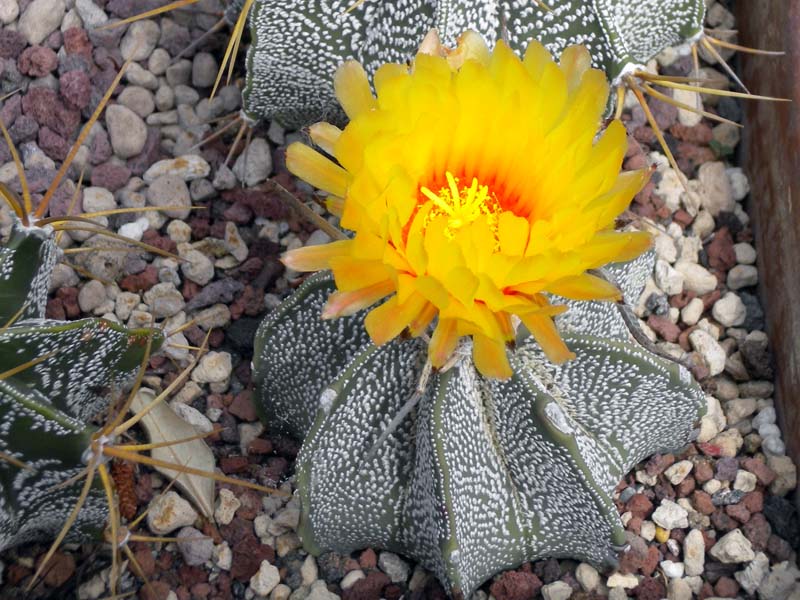 Astrophytum capricorne v. major 