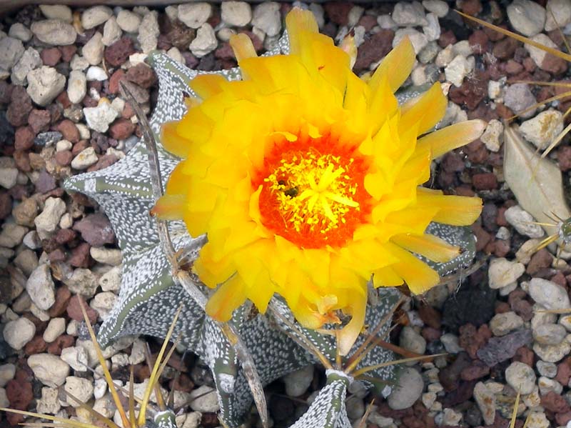 Astrophytum capricorne v. major 