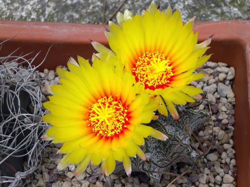 Astrophytum capricorne v. niveum 