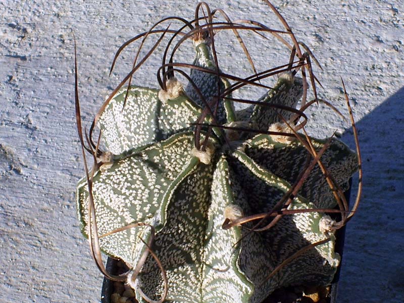 Astrophytum capricorne v. niveum 