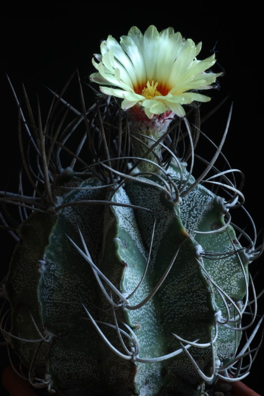 Astrophytum capricorne v. niveum 