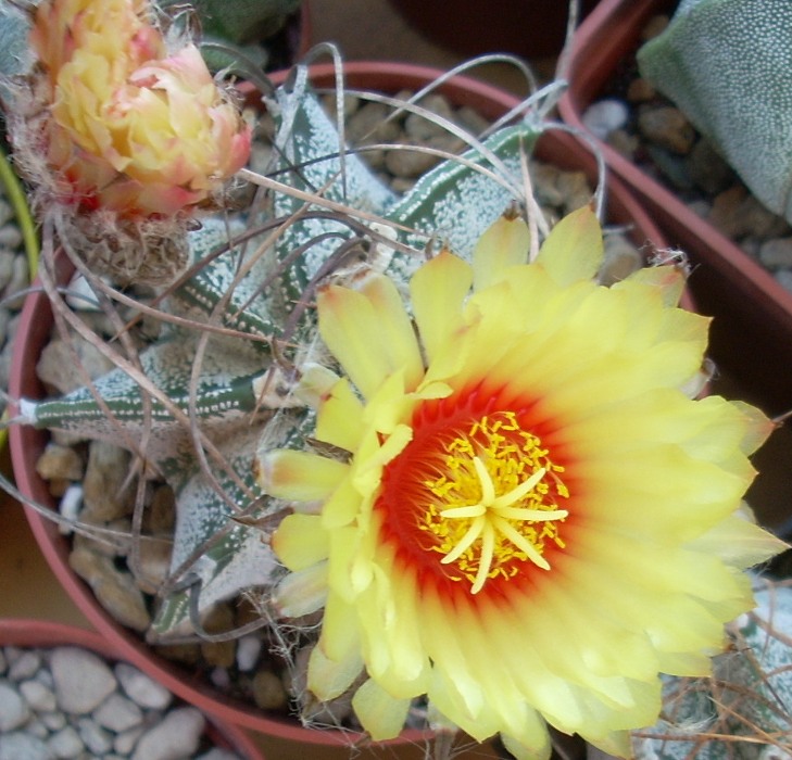 Astrophytum capricorne v. niveum 