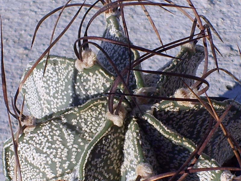 Astrophytum capricorne v. niveum 