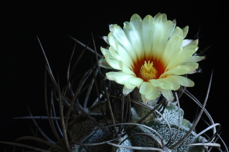 Astrophytum capricorne v. niveum 