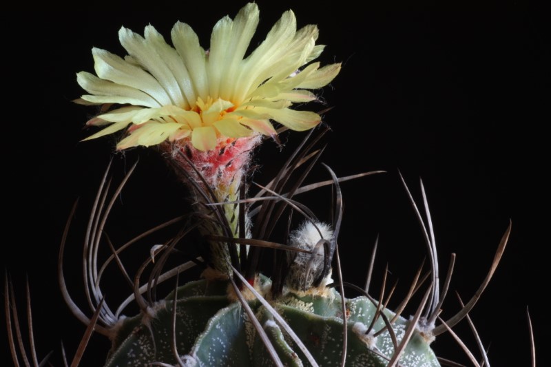 Astrophytum capricorne v. niveum 