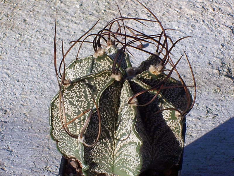 Astrophytum capricorne v. niveum 