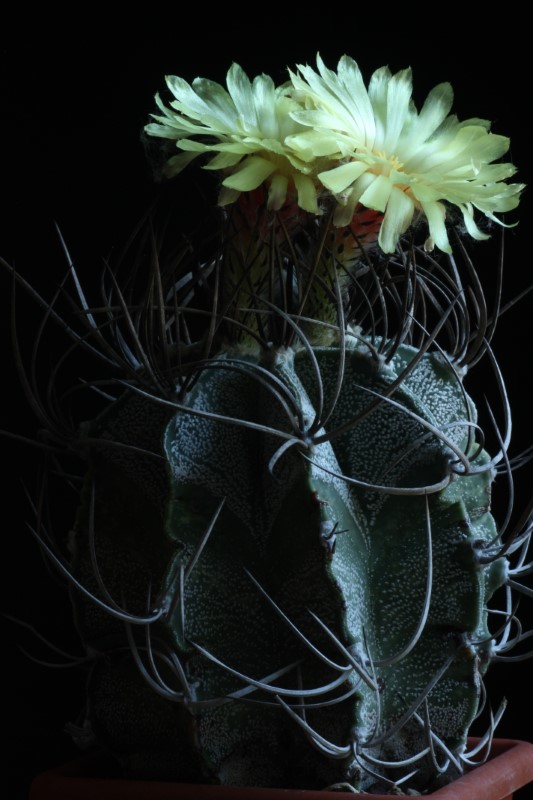 Astrophytum capricorne v. niveum 