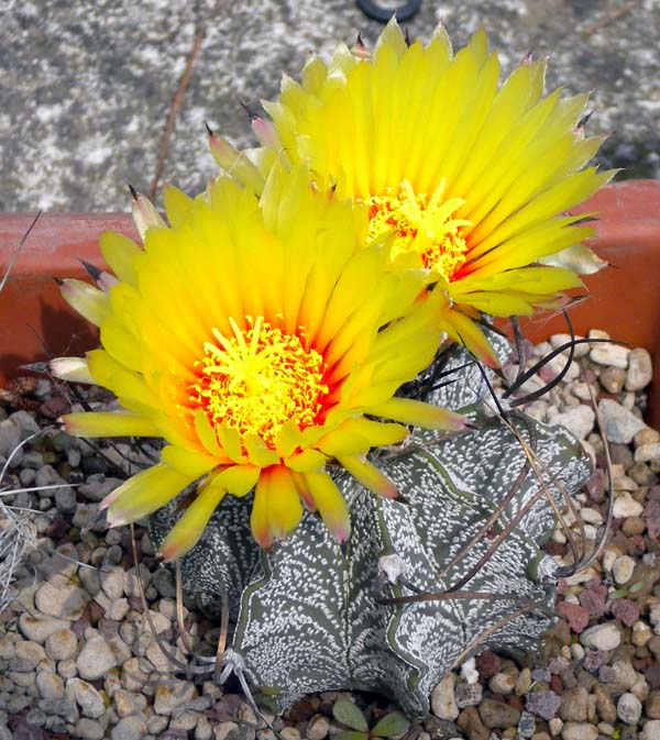 Astrophytum capricorne v. niveum 