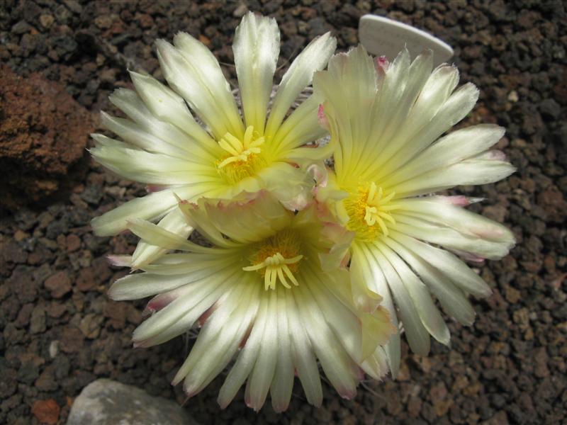 Astrophytum capricorne v. niveum 