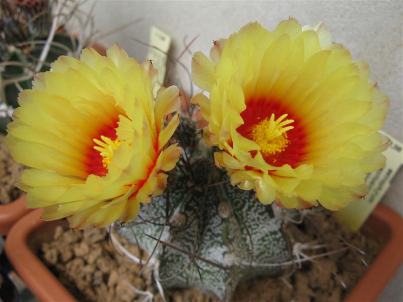 Astrophytum capricorne v. niveum 