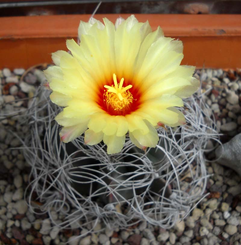 Astrophytum capricorne v. senile 