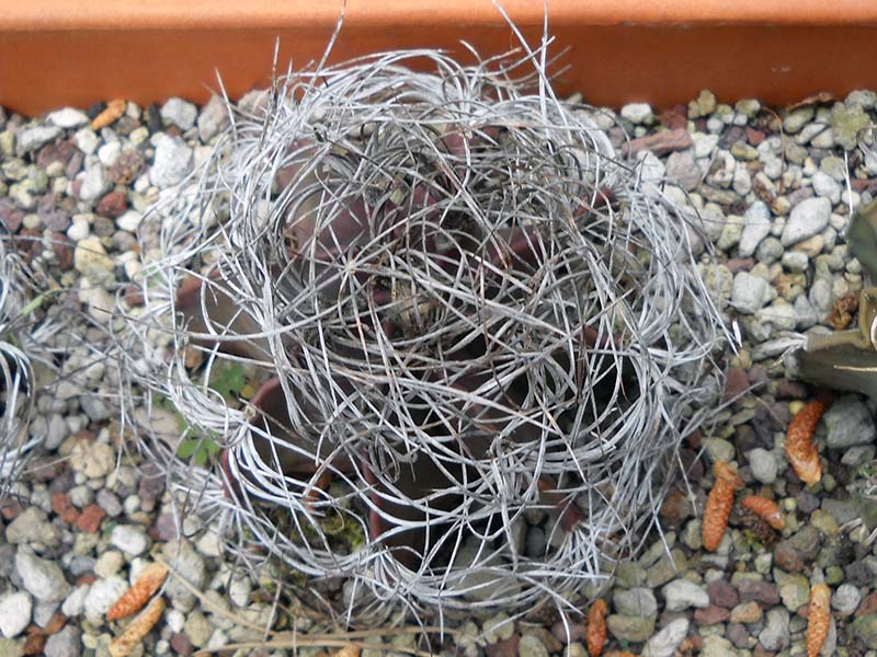 Astrophytum capricorne v. senile 