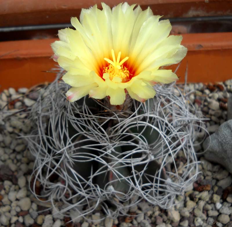 Astrophytum capricorne v. senile 