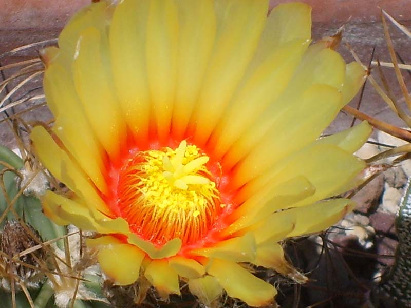 Astrophytum capricorne v. aureum 