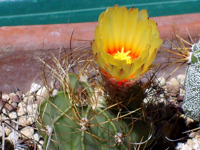 Astrophytum capricorne v. aureum 