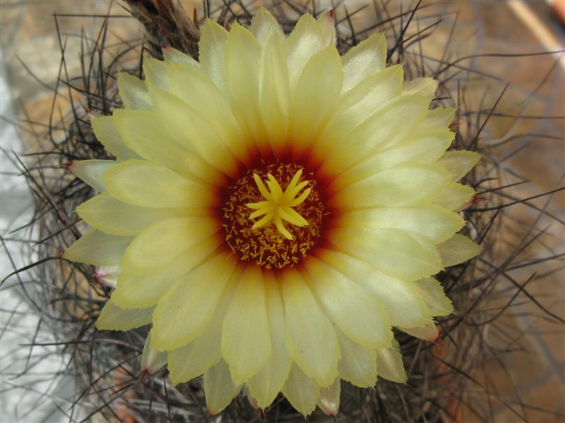 Astrophytum capricorne v. senile 