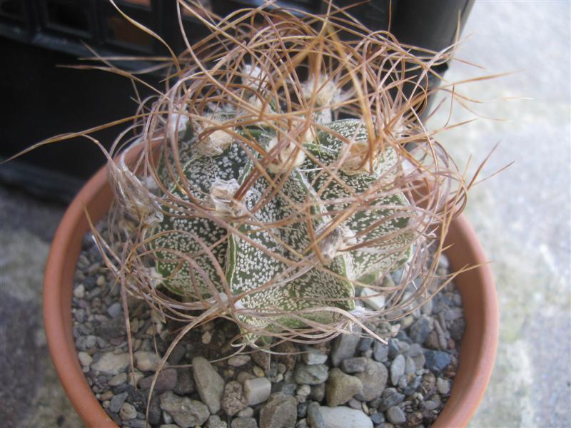 Astrophytum capricorne cv. crassispinoides 