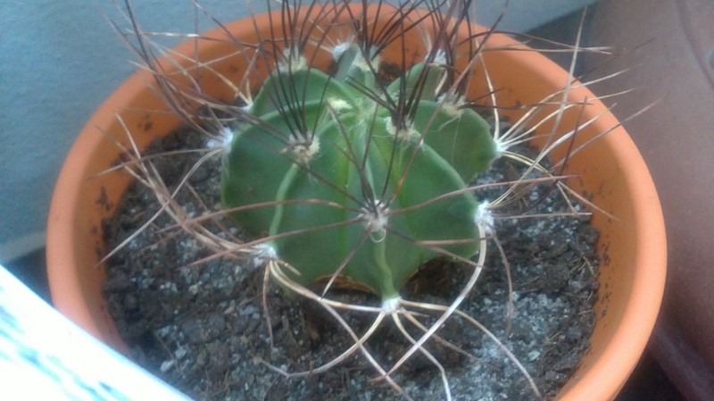 Astrophytum capricorne v. senile 