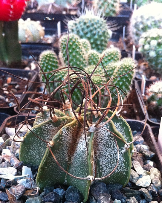 Astrophytum capricorne 