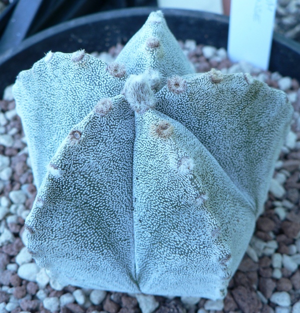 Astrophytum coahuilense 