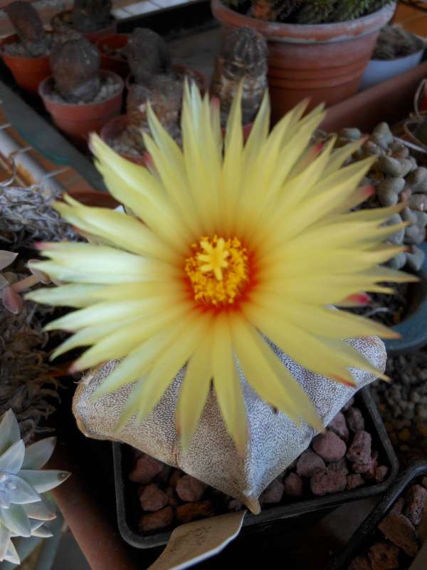 Astrophytum coahuilense 