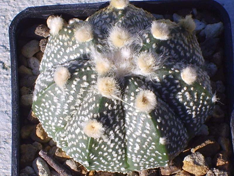 Astrophytum ascap x asterias cv. super kabuto 