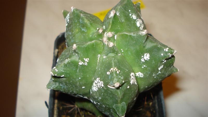 astrophytum myriostigma cv. kikko x hakuun