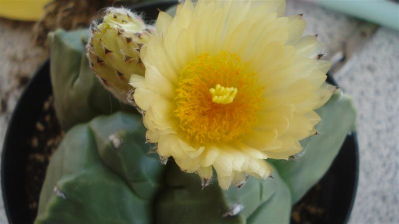 astrophytum myriostigma v. nudum cv. kikko