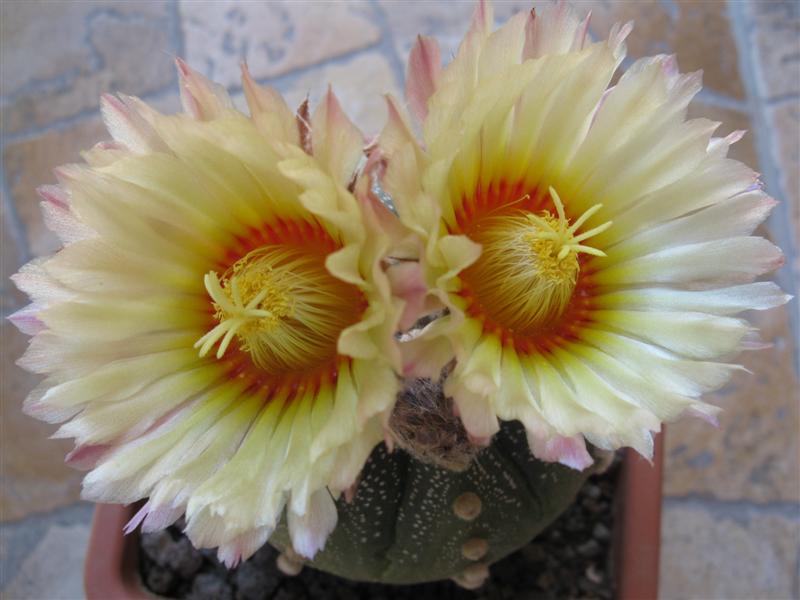 Astrophytum myriostigma x asterias 